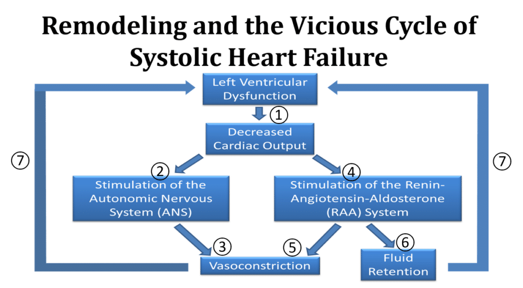 A box diagram showing the relationship of left ventricular systolic dysfunction to the production of hormones and their cyclical deleterious effect on the heart.