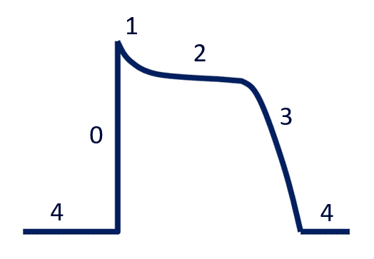 cardiac action potential labeled