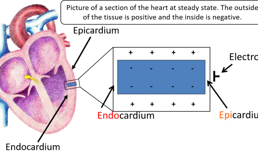 Understanding The Significance Of The T Wave On An ECG